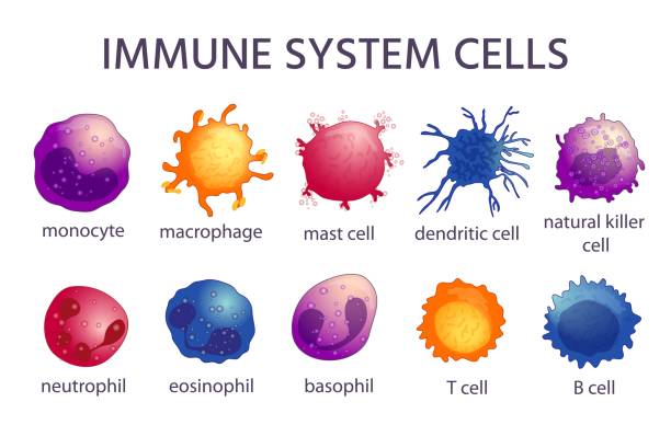 <p>Immune cells do what?</p>
