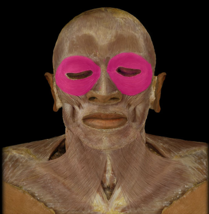 <p>action: sphincter of eyelids, closes eyelid (for blinking, sleep, squinting), aids in flow of tears across eye</p>