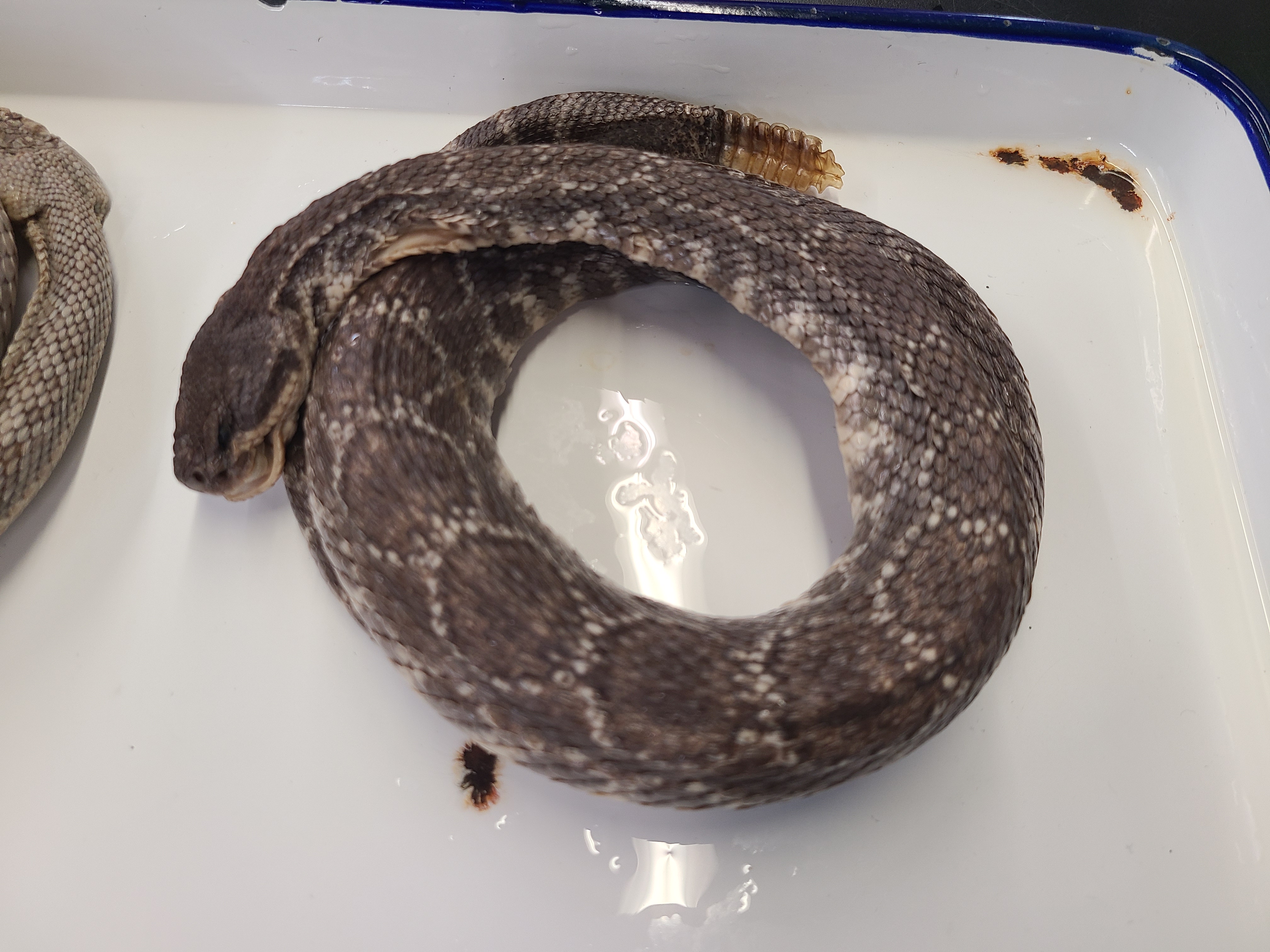 <p>Clade, Family, and Subfamily of Crotalus viridis</p>