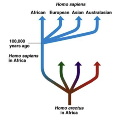 <p>Also known as the Replacement Theory. Suggests there were waves of migration out of Africa starting at one million years ago with H. erectus. These groups of H. erectus evolved into different Homo species. H. sapiens evolved in Africa about 250,000 years ago from H. erectus and migrated out of Africa around 60-90,000 years ago, replacing all other hominins as they went.</p>