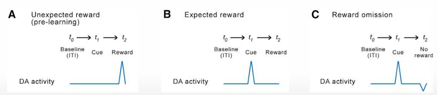 <p><strong>1) Homeostase </strong>bereiken</p><ul><li><p>reductie basale niveaus van dopamine in nACC → disforie tijdens ontwenning</p></li><li><p>→ <strong>negatieve bekrachtiging: -S-</strong> / °S- wegwerken</p></li><li><p>reductie aantal dopaminereceptoren → verminderde respons op zelfde dosis, op natuurlijke bekrachtigers</p></li></ul><p>2) <strong>Downregulatie </strong>ventraal striatum</p><ul><li><p>→ minder sterke reactie op product → dosis stijgt</p></li><li><p>→ minder sterke reactie</p></li></ul><p>3) <strong>Automatisering </strong>van gebruik</p><ul><li><p><strong>verschuiving </strong>van instrumenteel gedrag (R-S, operant) naar habitueel/compulsief (S-R, klassiek) leren</p></li><li><p>cues ipv gebruik zelf → <strong>dopaminerespons </strong>→ <strong>drang</strong></p></li><li><p>dorsaal striatum</p></li><li><p>zie foto</p></li></ul><p></p>