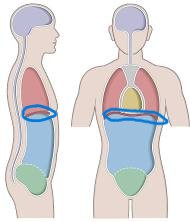 <p>partition separating the thoracic cavity from the abdominal cavity</p>