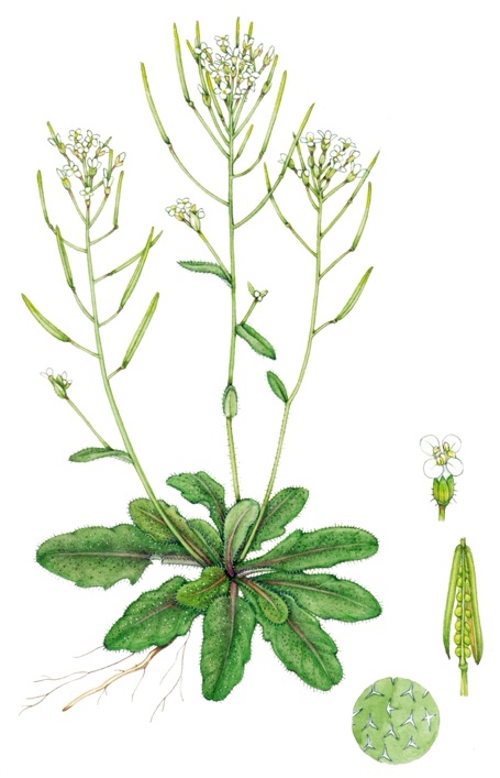 <p>Navadni repnjakovec-Arabidopsis thaliana</p>