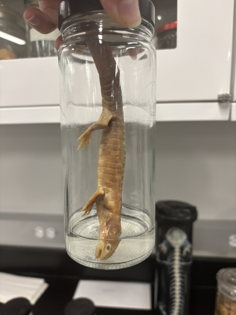 <p>What is this (phylum, subphylum, superclass, class, order, common name)?</p>