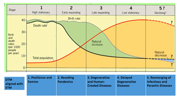 <p>Definition: Links disease and life expectancy to the DTM.</p><p>/</p><p>Stage 1: Pestilence and Famine (Infectious disease, plagues). <strong>The Black Death (14th Century)</strong><span>.</span></p><p>/</p><p>Stage 2: Receding Pandemics (Improved sanitation, cholera). <strong>19th-century cholera outbreaks</strong></p><p>/</p><p>Stage 3: Degenerative Diseases (Heart disease, cancer, aging). <strong>Modern-day India or Mexico</strong><span>.</span></p><p>/</p><p>Stage 4: Delayed Degenerative Diseases (Medicine delays deaths, Alzheimer’s). <strong>The United States, Canada, and Western Europe</strong><span>.</span></p><p>/</p><p>Stage 5: Reemergence of infectious diseases (drug resistance, new pandemics). <strong>Reemergence of malaria or tuberculosis</strong></p>
