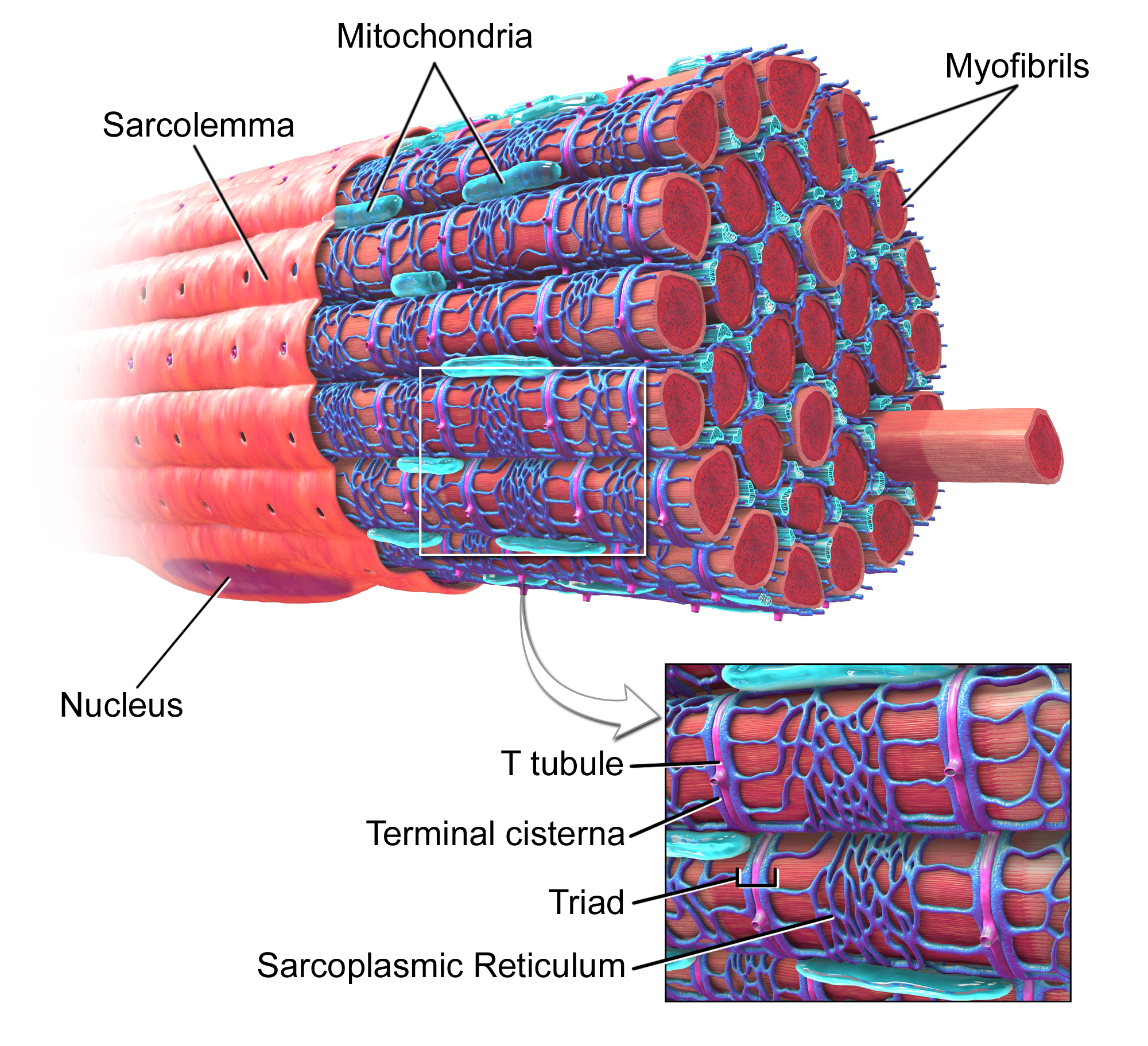 <p>INTACT BASAL LAMINA (SARCOLEMMAL TUBE)</p>