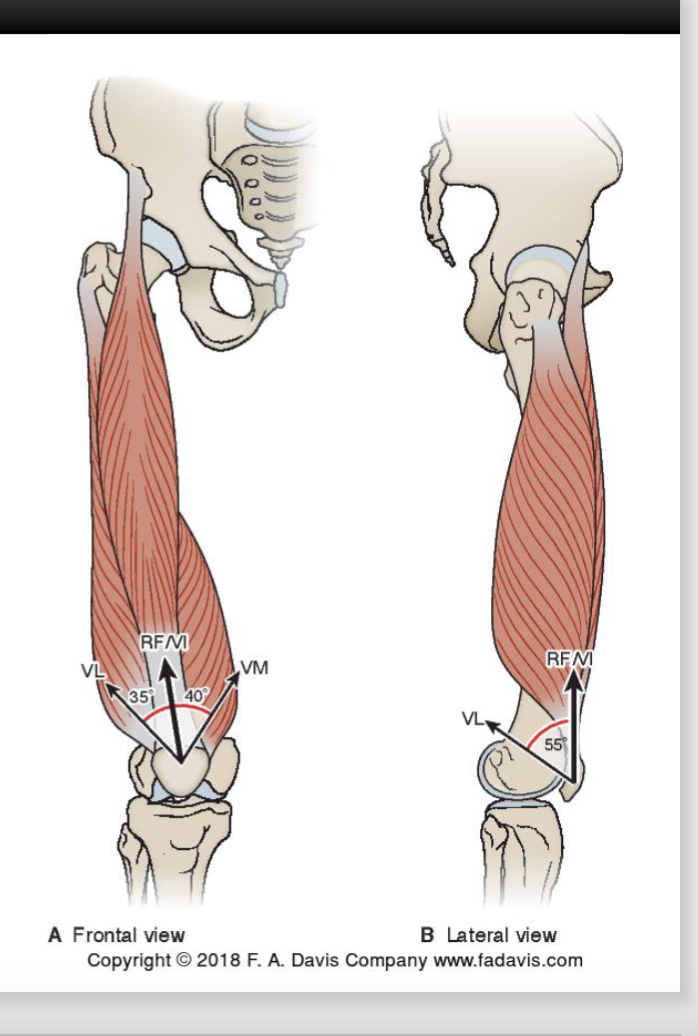 <p>Quadriceps </p><p></p><p>patella goes up and lateral and compress patellofemoral joint </p>