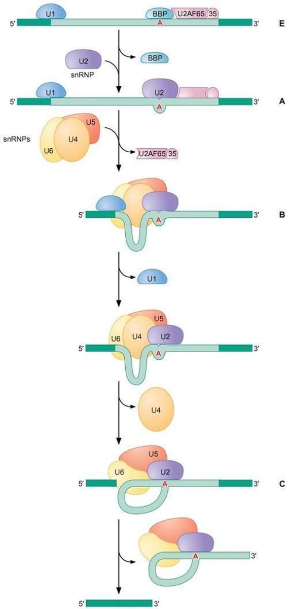 <p>Phosphorylation of RNAP II CTD aids in the assembly of splicing factors.</p>