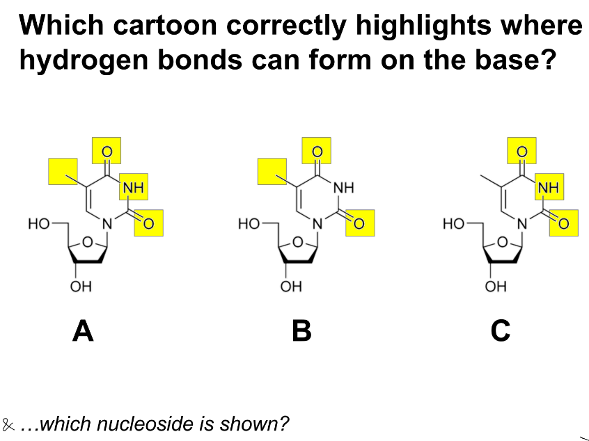 <p>relation b/w H bonds &amp; methyl group (CH3)</p>
