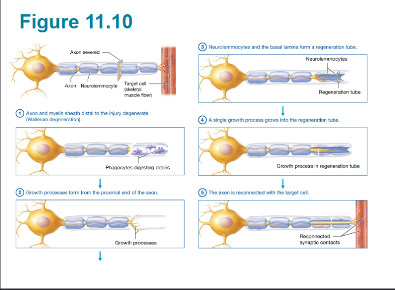 <p><span style="background-color: transparent;">CNS-&nbsp; dendrites and axons Almost Never regenerate all good danger sites inhibit neural growth, astrocytes create scar tissue</span></p><p><span style="background-color: transparent;">PNS -&nbsp; capable of regeneration if the cell body remains intact and conditions are ideal</span></p>