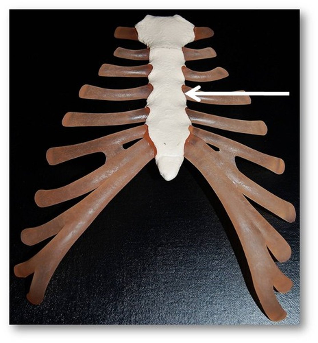 <p>main long part of sternum</p>