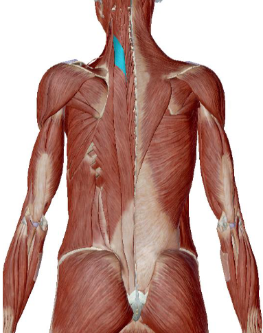 <p>what muscle is this </p>