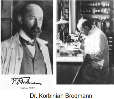 <p>What did Korbinian Brodmann do?</p>