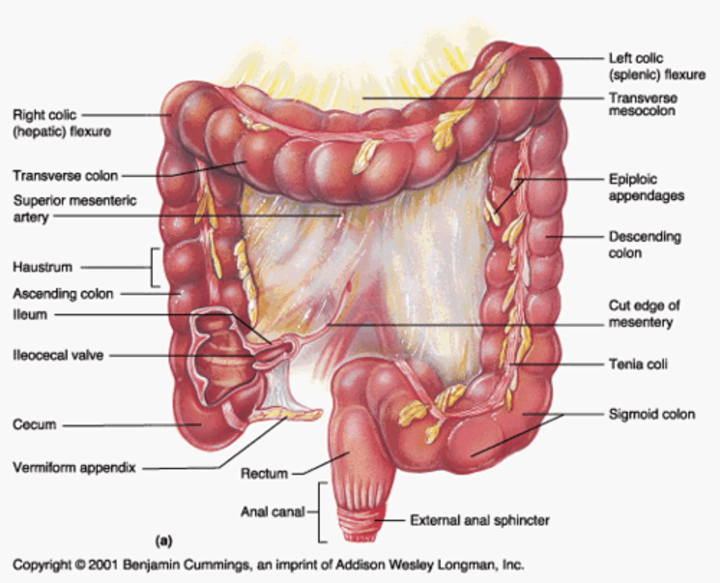 knowt flashcard image