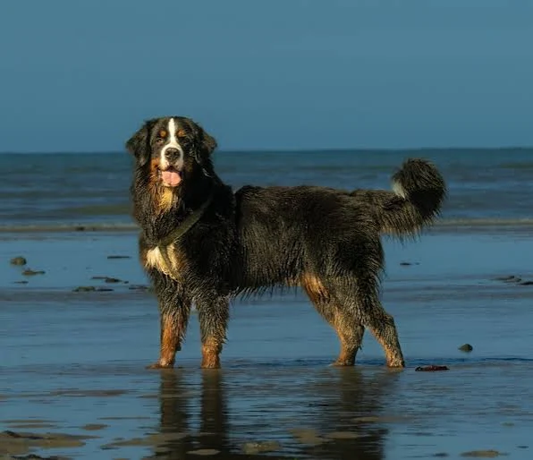 <p>Bernese Mountain Dog</p>