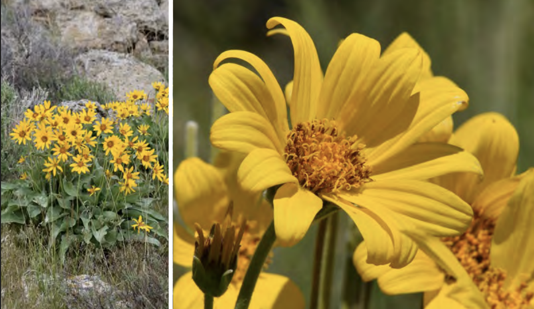 <ul><li><p>Arrowleaf balsamroot</p></li><li><p>Sunflower family</p></li></ul><p></p>
