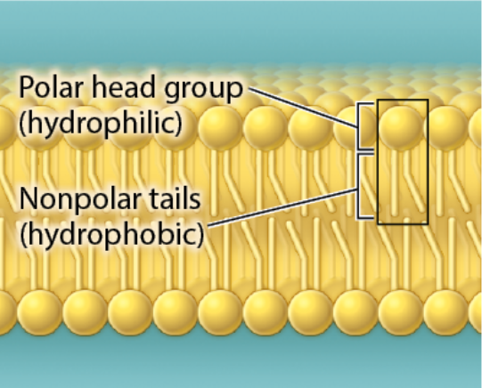 <p>A structure composed of two layers of lipids, where hydrophilic heads are on the outside, interacting with water, and hydrophobic tails isolated on the inside</p>