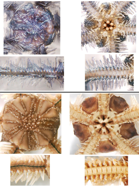 <p>class</p><p>what is the left and right side showing</p>