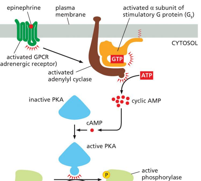 <p>cAMP binds to and activates Protein Kinase A (PKA)</p>