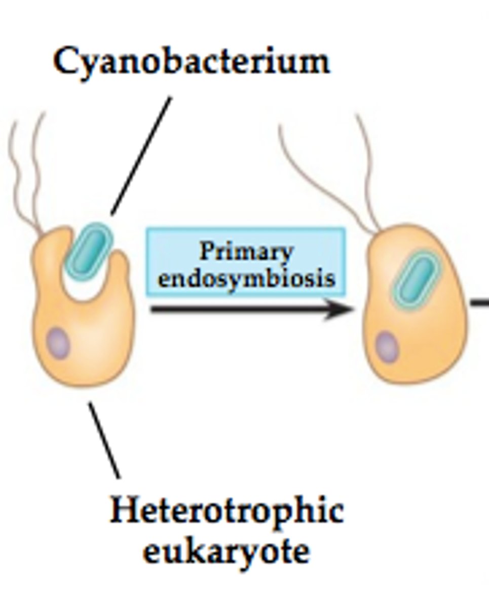 <p>Bacteria that is engulfed (Prokaryote is engulfed)</p>