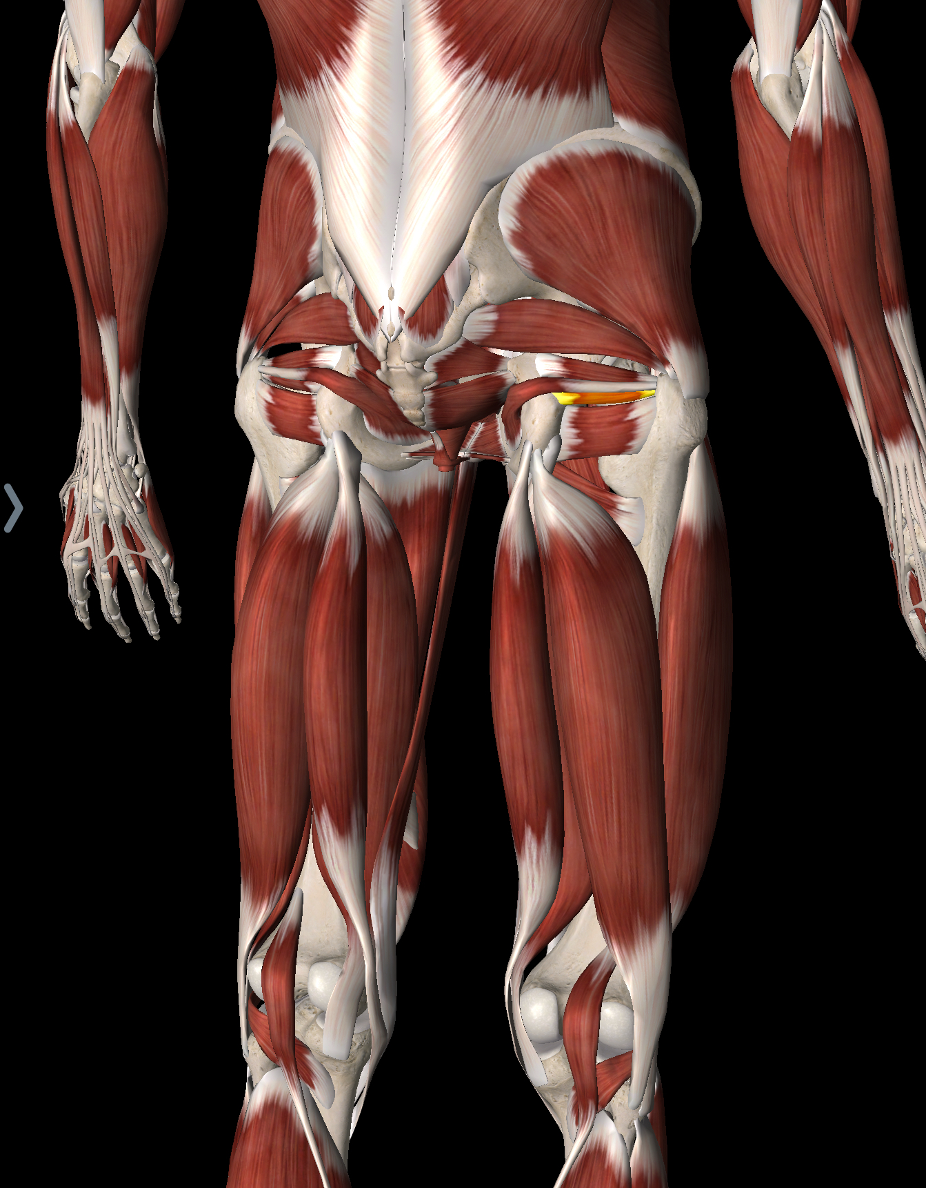 <p>What muscle is this?</p>