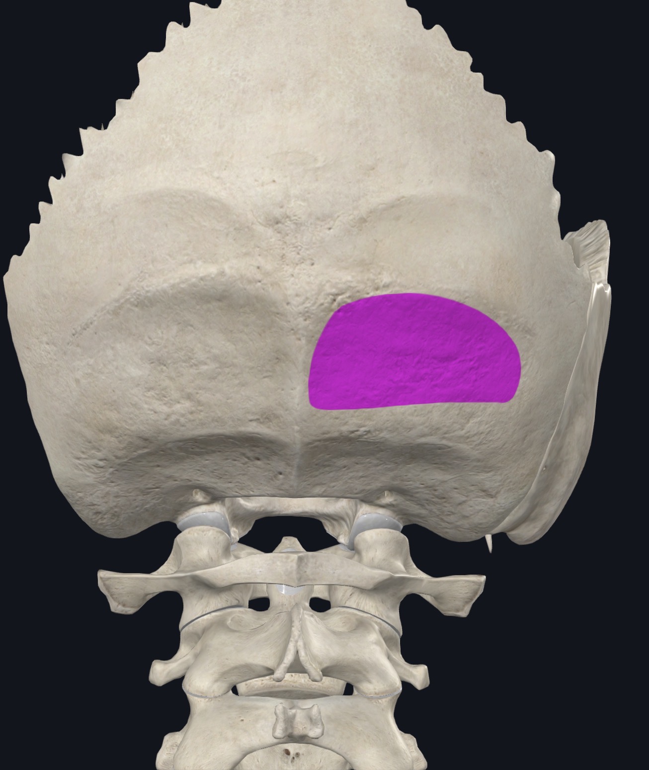 <p>Between superior and inferior nuchal lines</p>