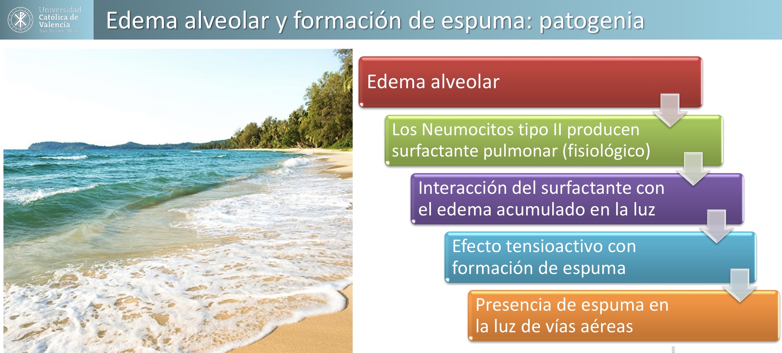 <p>RESPIRATORIO: Edema alveolar y formación de espuma </p><p>Lesiones asociadas: presencia de espuma en la luz traqueal; acumulo de edema (material eosinofilo acelular proteinaceo) en la luz alveolar </p>