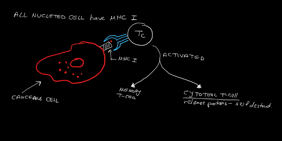 <p>Release Self Destruction Proteins that make the infected cell kill itself</p>