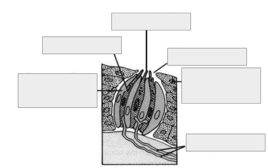 <ul><li><p>muscular tongue</p></li><li><p>derived from hypobranchial musculature </p></li><li><p>rests on the hyoid apparatus </p></li></ul><p></p>