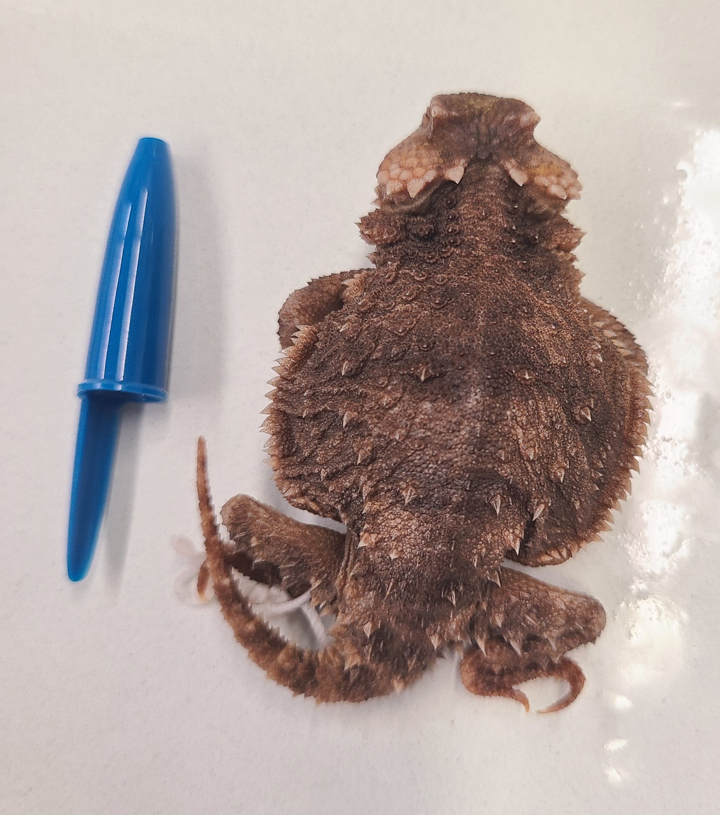 <p>Order and Family of Phrynosoma hernandesi</p>