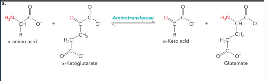 <p>aminotransferase enzymes, which transfer the alpha amino group from an amino acid to alpha-ketoglutarate which yields glutamate and an alpha-keto acid analog of the amino acid (reversible reactions)</p>