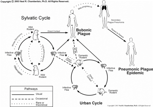 <p>Main vector: Xenopsylla cheopis</p><p></p><p><strong>sylvatic cylcle</strong> wild rodent and infected flea make direct contact with human ;<strong> urban cycle </strong>has rats and infected flea; can go from rat to human (<strong>Bubonic plague</strong>)</p><p>Bubonic plague may progress to Plague Pneuomonia (spread person to person)=> Pneumonic Plague epidemeic </p>