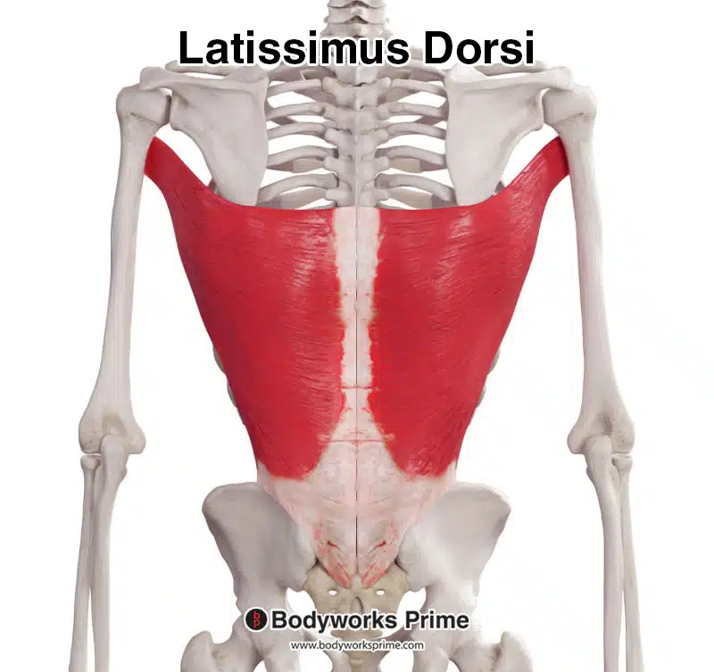 <p>Latissimus dorsi</p>