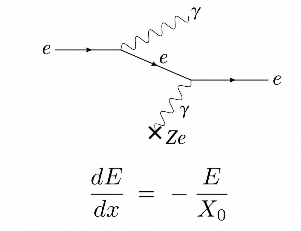 <ul><li><p>Cross sections may be calculated from QED (complicated due to screening)</p></li></ul><ul><li><p>The coupling is proportional to Z, so squared in FGR to get Z² factor.</p></li></ul><p></p>