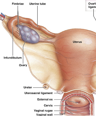 <p>gonads that produce oocytes and secrete hormones</p>