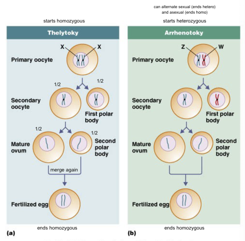 <ul><li><p>cloning</p><ul><li><p>budding</p></li></ul></li><li><p>parthenogenesis (self-fertilizing)</p><ul><li><p>automictic → smaller cells with ½ DNA = polar bodies (only used to remove the half DNA they have during meiotic division)</p></li><li><p>homozygous offspring only (no differentiation, second polar body has identical DNA)</p></li></ul></li><li><p>Thelytoky</p><ul><li><p>starts and ends homozygous</p></li></ul></li><li><p>Arrhenotoky</p><ul><li><p>starts heterozygous, can end homo (asexual) or heterozygous (sexual)</p></li><li><p>benefits (asexual) → no need to find a mate, you can reproduce at any time; quick reproduction; saves a bit of energy</p></li><li><p>disadvantages → no genetic diversity</p></li></ul></li></ul><p></p>