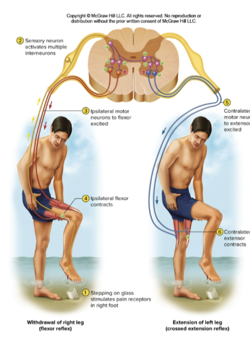 <p>Withdraw and crossed extensor reflexes </p>
