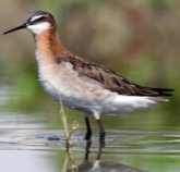 <p>Species, family, order?</p>