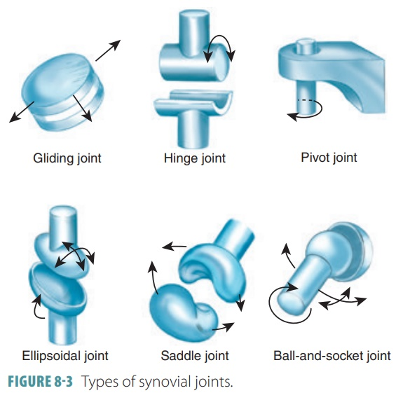 <p>ball and socket</p><p>hinge joint</p>