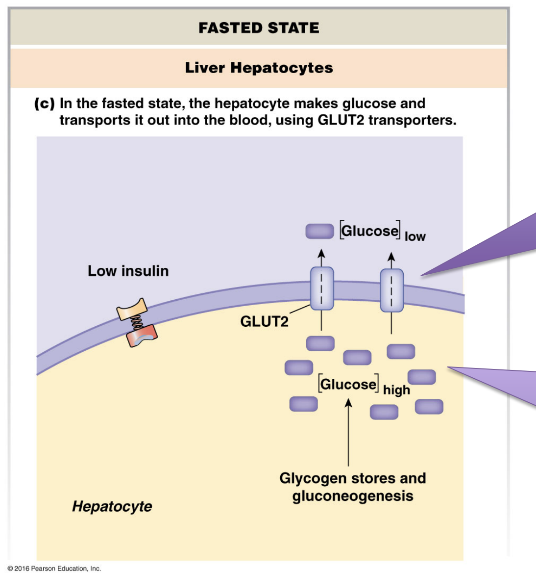 <p>GLUCOSE CREATION AND RELEASE <strong>OUT OF</strong> CELLS AND INTO EXTRACELLULAR FLUID</p><p>diffuse DOWN the concentration gradient out of the cell via constant GLUT2 channel proteins in liver cells</p>