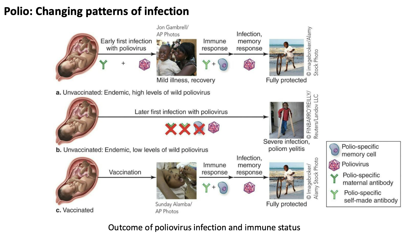 <ul><li><p>In endemic areas with poor sanitation and water quality, incidence of paralytic polio is low.</p><ul><li><p>Most individuals are infected very early in life, and chances of the “wrong turn” event are lower.</p></li></ul></li><li><p>In endemic areas with improved sanitation and water quality, exposure to poliovirus occurs later in life.</p><ul><li><p>Chances for paralytic polio increase with age.</p></li></ul></li><li><p>This is genuinely a case where improvements in sanitation and water quality may have exacerbated the issue of paralytic polio.</p><ul><li><p>We can’t go back to poor sanitation—so vaccinate!</p></li></ul></li></ul><p></p>