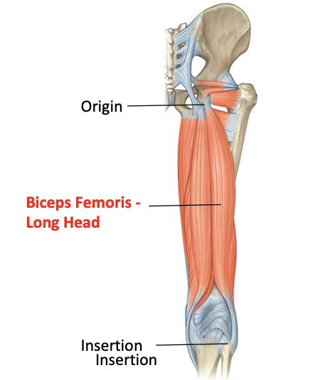 <p>Origin: inferior medial aspect of upper ischial tuberosity </p><p>Insertion: head of fibula </p><p>Nerve supply: sciatic nerve - tibial divison</p><p>Nerve roots: L5, S1, S2</p>