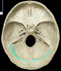 <p>Internal groove on the occipital bone</p>