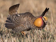 <p>Species, family, order?</p>