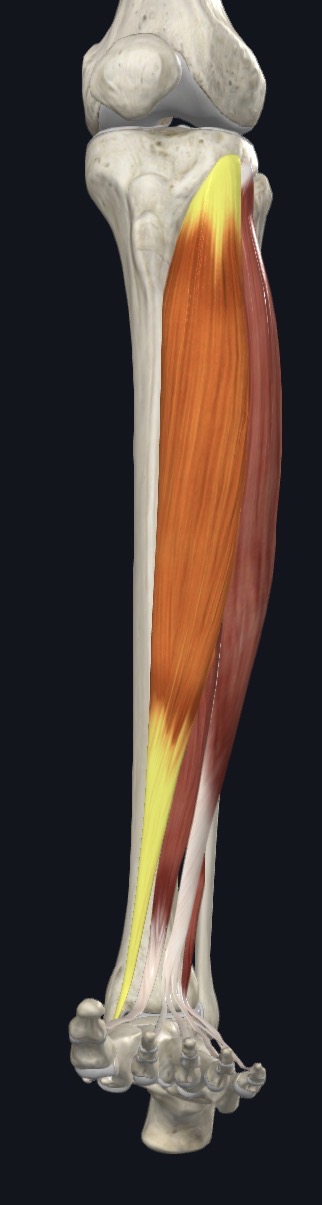 <p>Dorsiflexes ankle joint &amp; inverts subtalar joint</p>