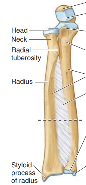 <p>Neck of Radius</p>