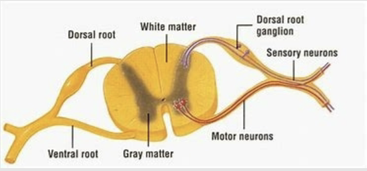 <p>dorsal nerve root- carries afferent fibers, cell bodies in dorsal root ganglia</p><p>ventral root- carries efferent fibers, cell bodies in spinal gray matter</p>