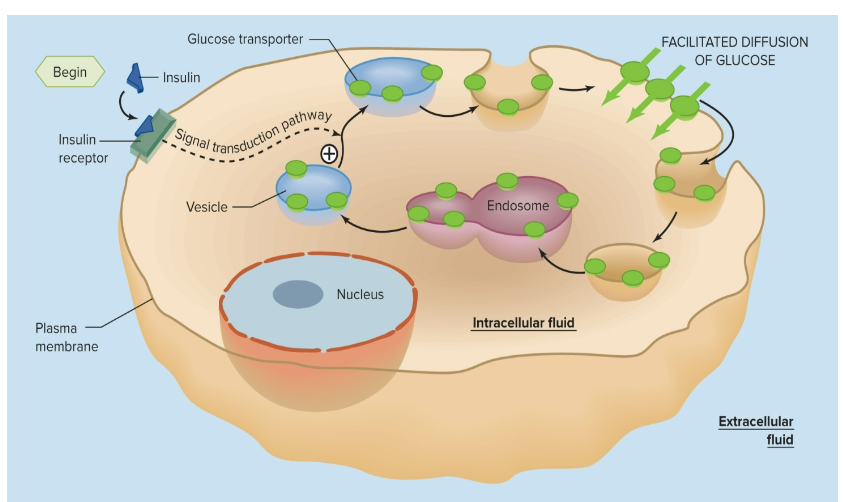 <p>found on skeletal muscle &amp; adipose tissue is<strong> insulin-dependent </strong></p>