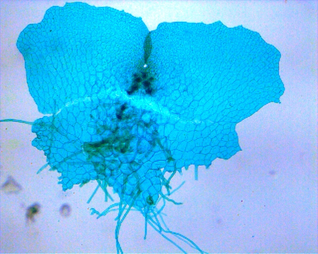 <p>What did this structure originate from?</p>