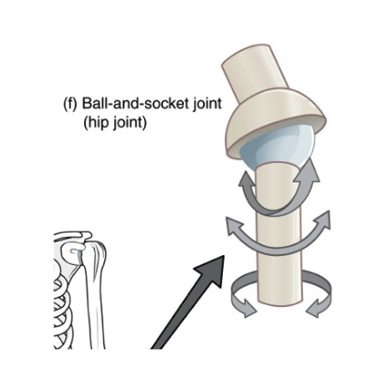 <p>what is a ball and socket joint</p>